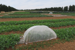 Augmentorium, outil de protection agroécologique des cultures, déployé en culture de melon